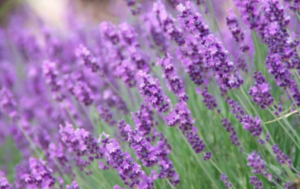 Lavendula angustifolia (Lavender)