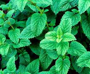 Melissa officinalis (Lemon Balm)