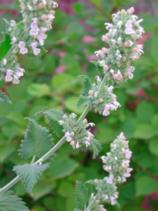 Nepeta cataria (catnip)