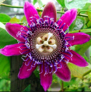 Passiflora incarnata (Passionflower)