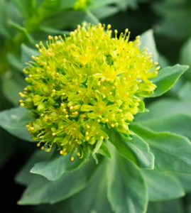 Rhodiola rosea (Arctic or Golden Root)