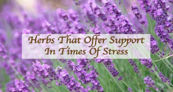 Herbs that offer support in times of stress | Dr. Sheila Dyer Naturopathic Doctor
