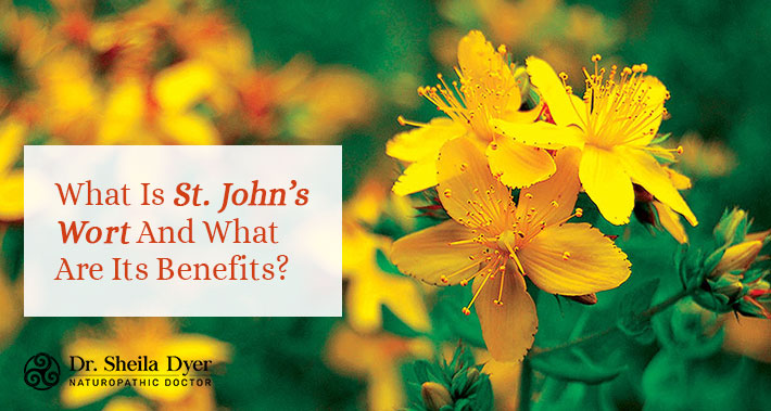 What Is St. John's Wort And What Are Its Benefits? | Dr. Sheila Dyer Naturopathic Doctor in Toronto | Davenport Naturopath