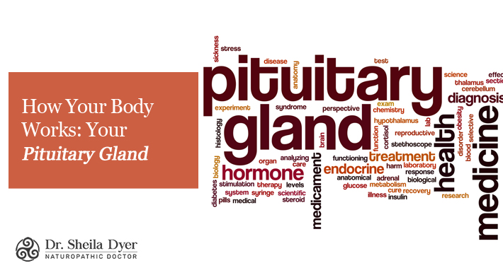 How Your Body Works: Your Pituitary Gland | Dr. Sheila Dyer, ND | Toronto Naturopath
