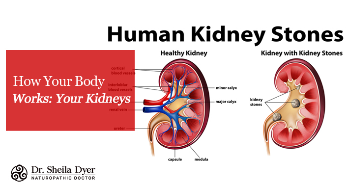 Let’s Talk About Your Kidneys | Dr. Sheila Dyer, Naturopathic Doctor In Toronto Davenport Naturopath Clinic Natural Stress And Burnout Treatments