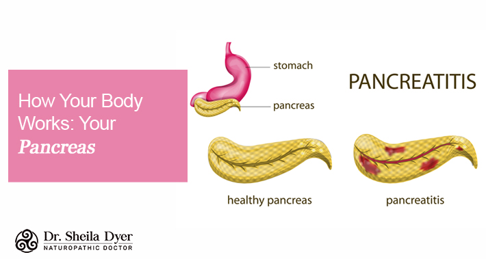 How Your Body Works: Your Pancreas | Dr. Sheila Dyer, Naturopathic Doctor In Toronto Davenport Naturopath Clinic Natural Stress And Burnout Treatments